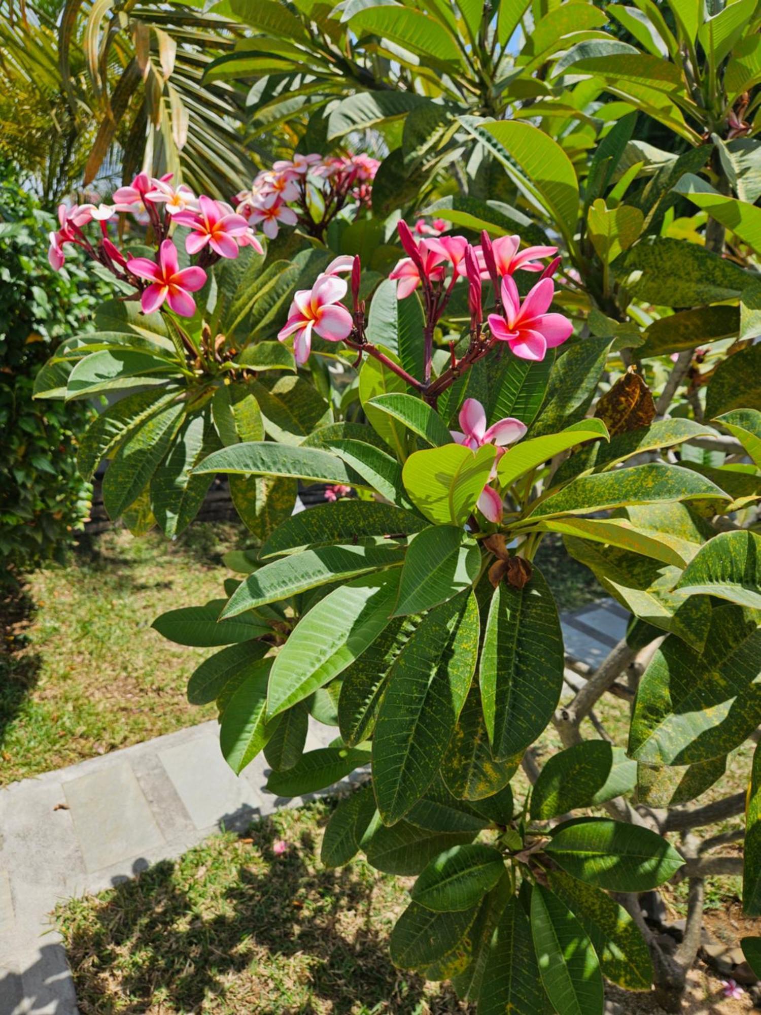 Casa Frangipani Mauritius Apartment Trou d'Eau Douce Bagian luar foto